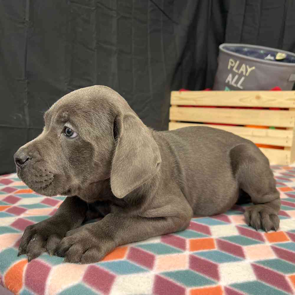 Male Cane Corso puppy named Enzo for sale at Puppy Dreams - Junction City.