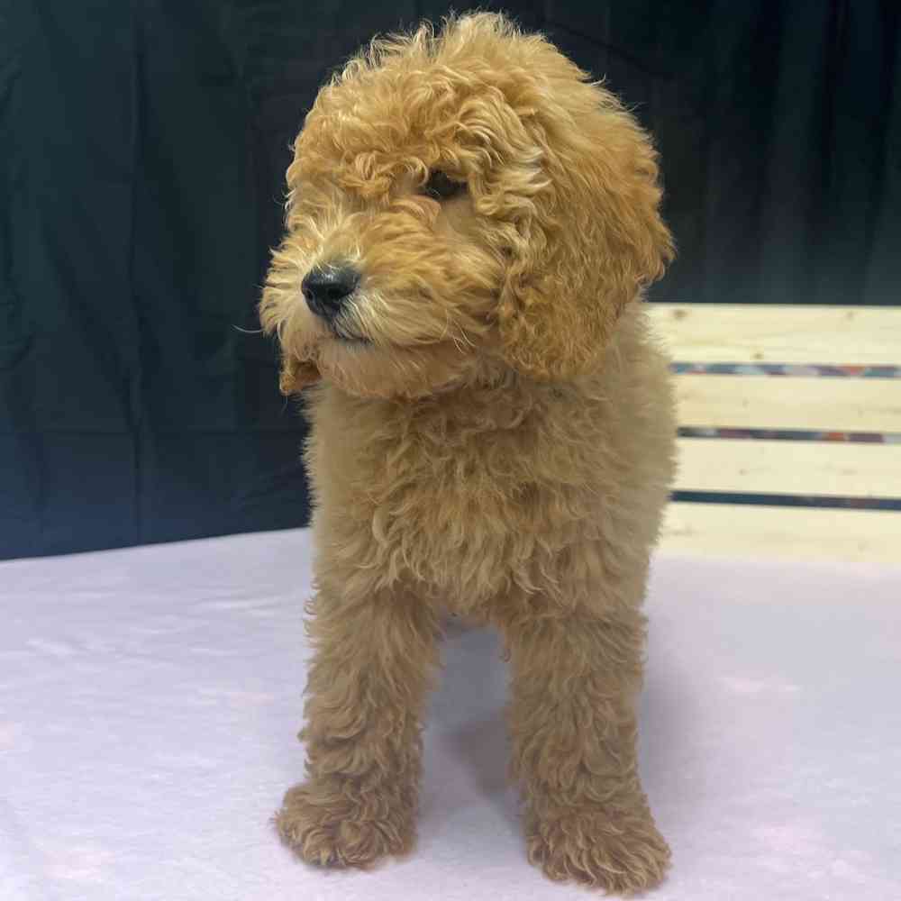 Female Mini Goldendoodle puppy named Keira for sale at Puppy Dreams - Junction City.