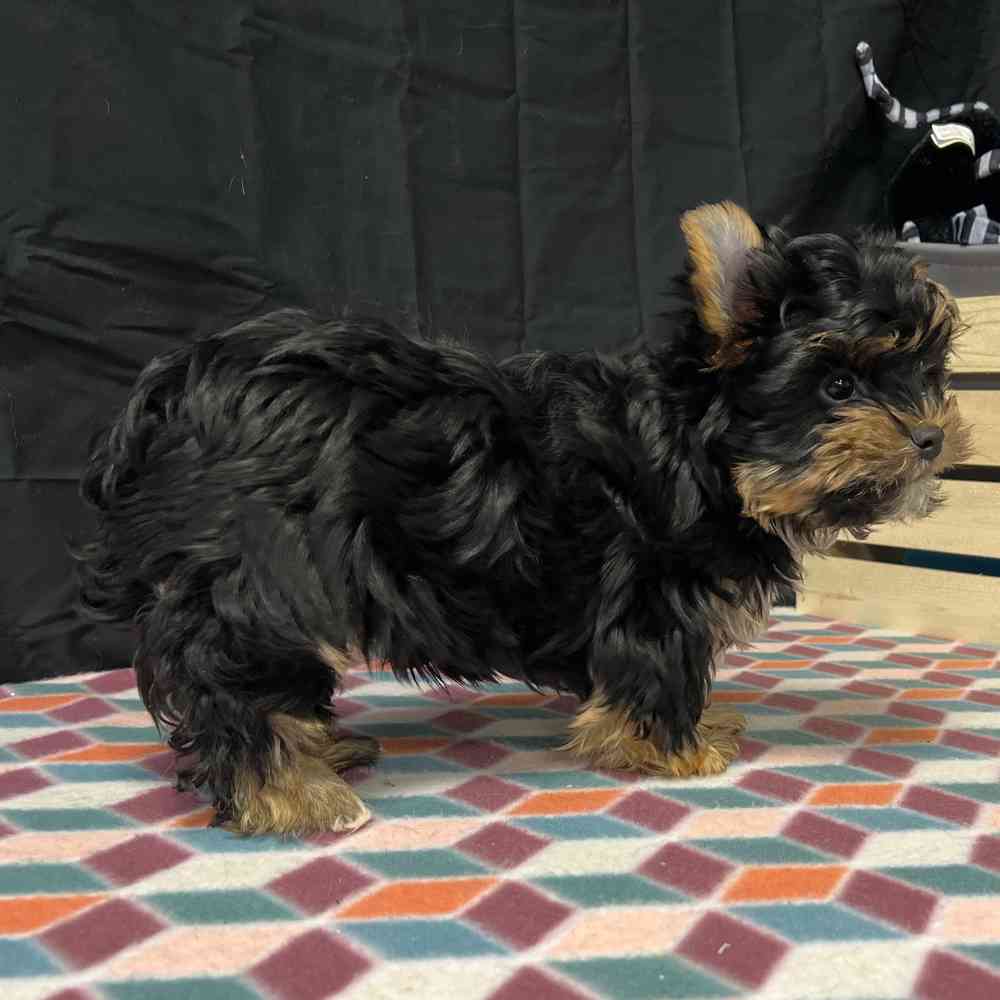 Male Yorkie puppy named Seth for sale at Puppy Dreams - Junction City.