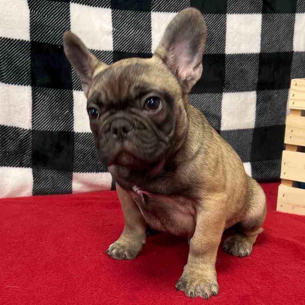 Male French Bulldog puppy named Drew for sale at Puppy Dreams - Junction City.