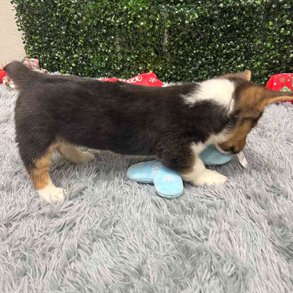 Male Pembroke Welsh Corgi puppy named Breeze for sale at Puppy Dreams - Wichita West.