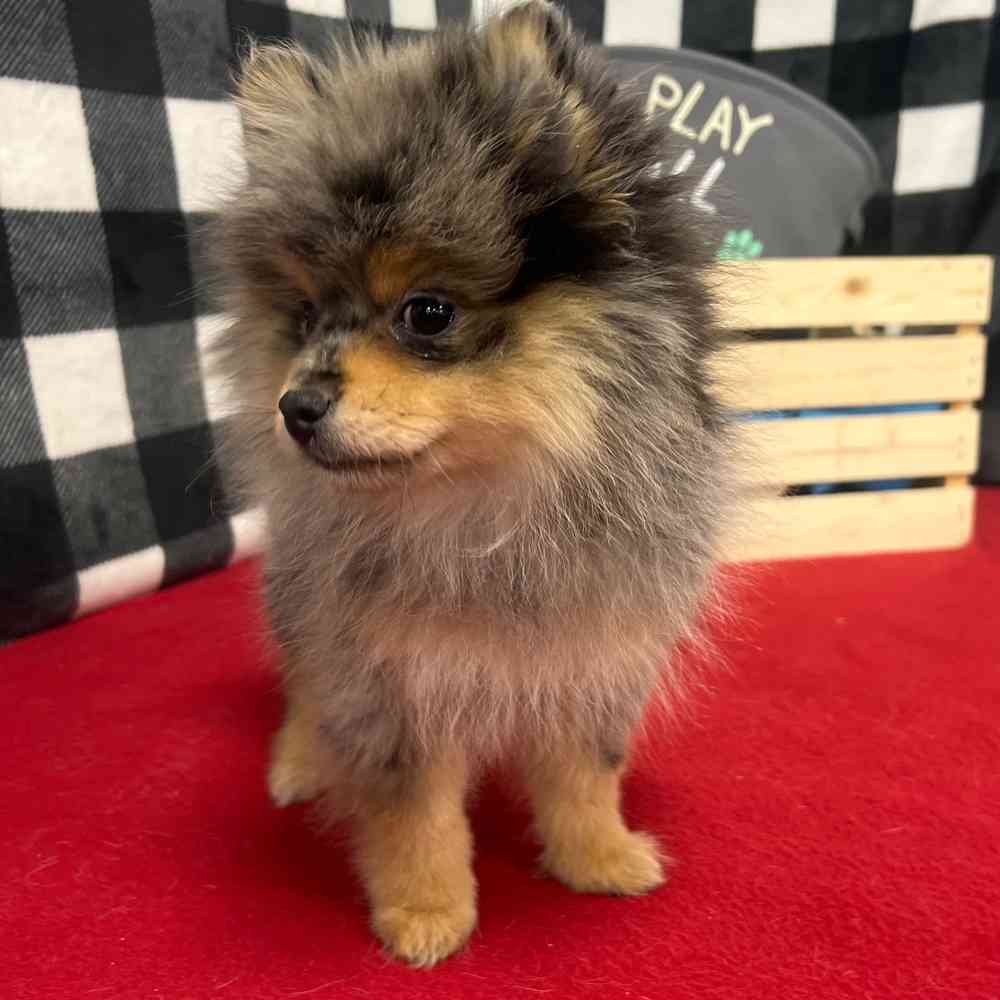 Male Pomeranian puppy named Vincent for sale at Puppy Dreams - Junction City.