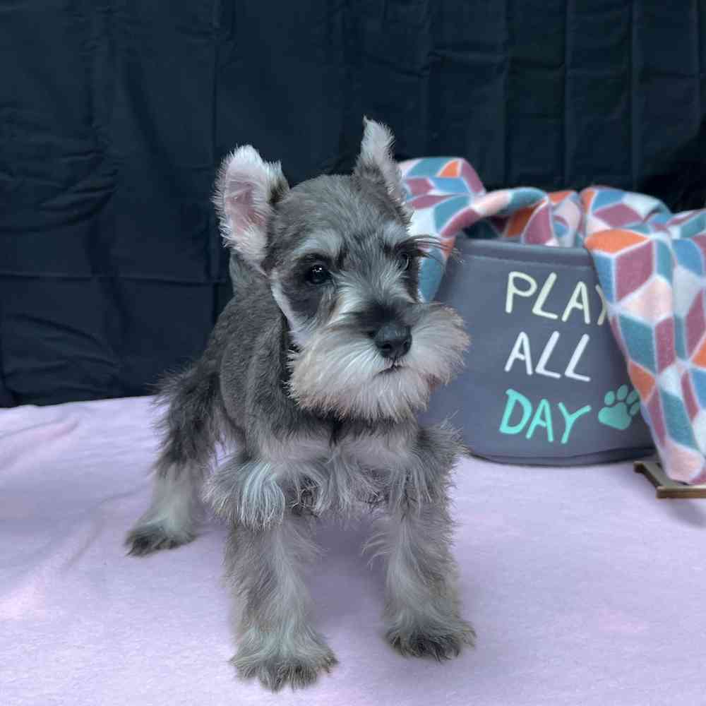 Male Mini Schnauzer puppy named Castiel for sale at Puppy Dreams - Junction City.