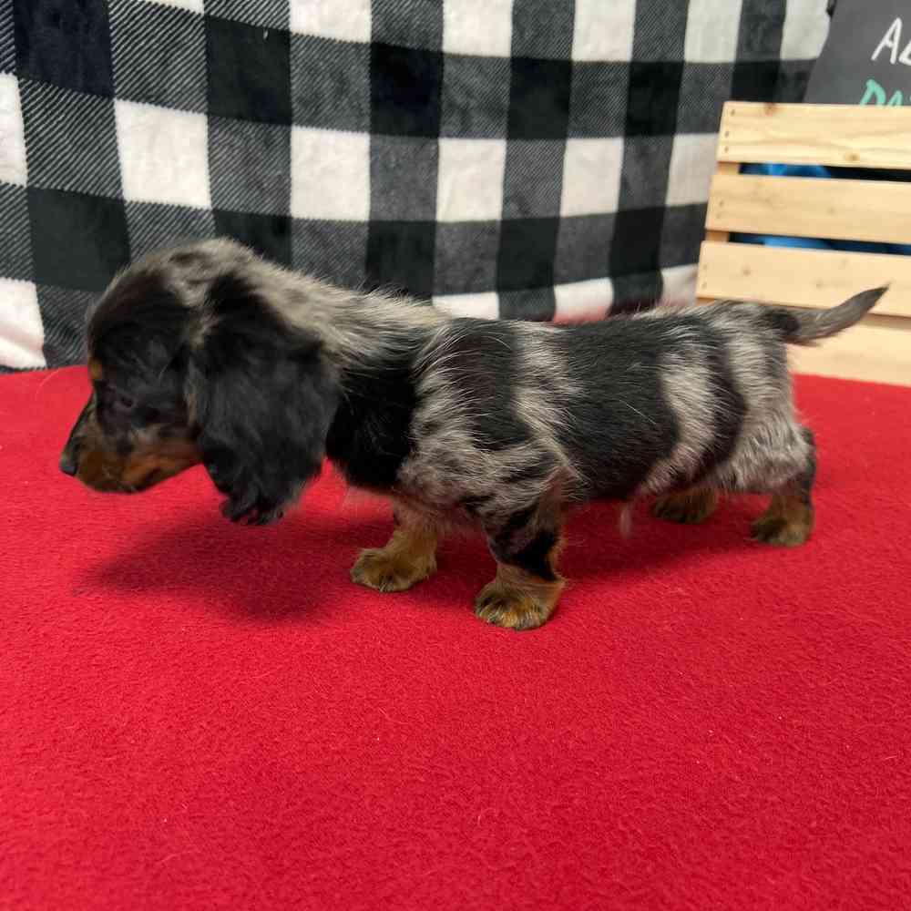 Male Dachshund puppy named Alistar for sale at Puppy Dreams - Junction City.