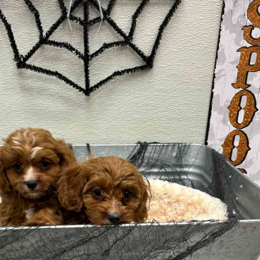 Male Cavapoo puppy named Romeo for sale at Puppy Dreams - Wichita West.