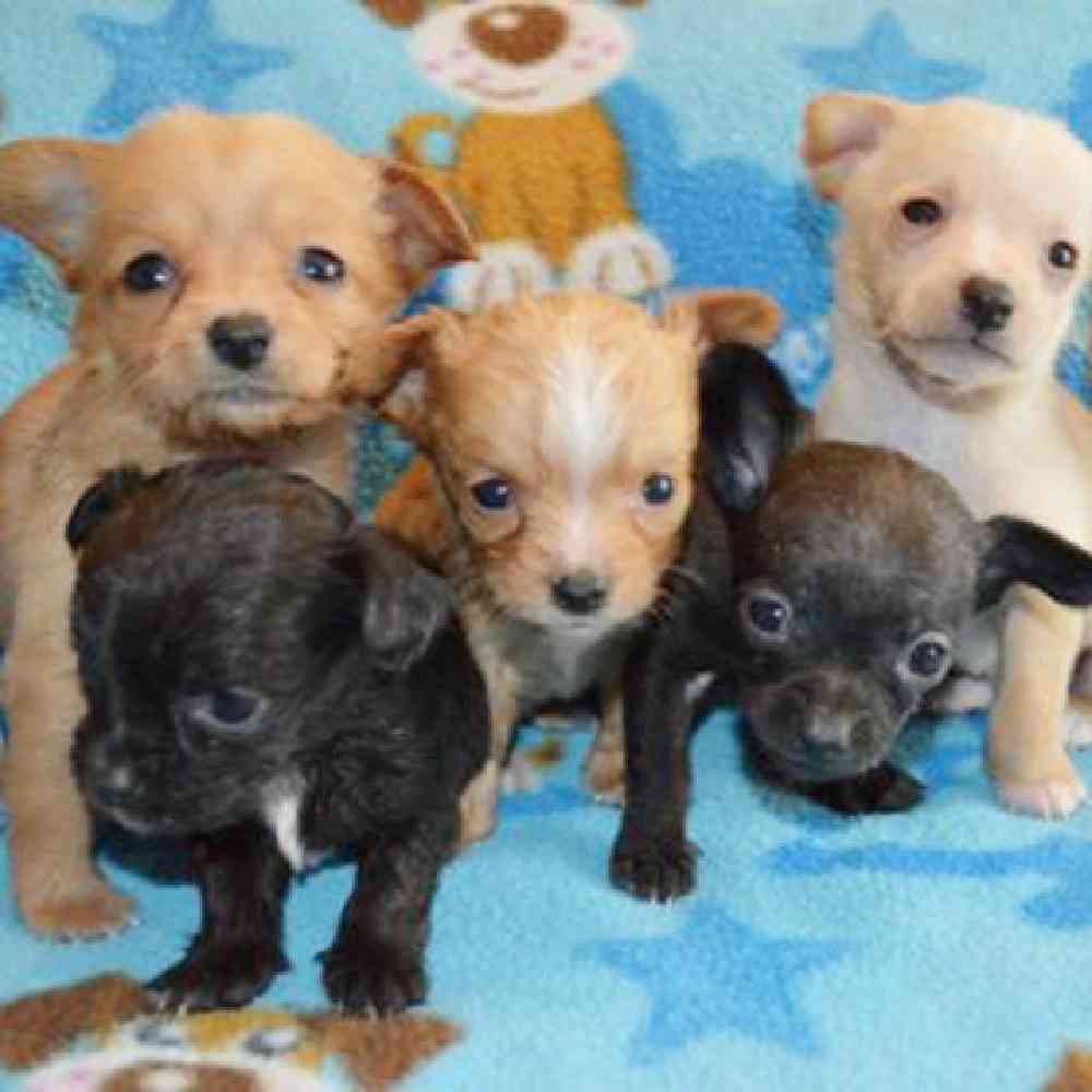 Chiweenie Puppies for Sale image