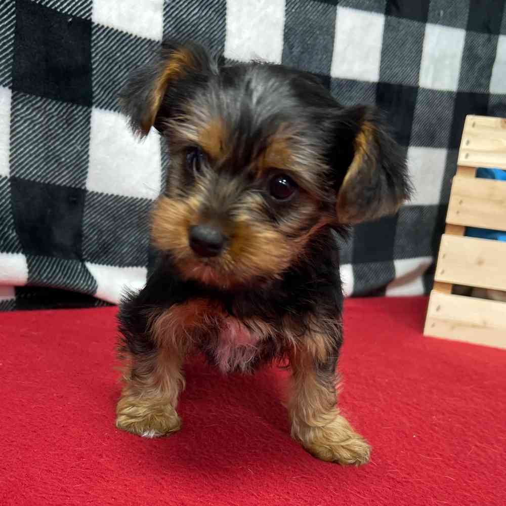 Female Yorkie puppy named Ivory for sale at Puppy Dreams - Junction City.