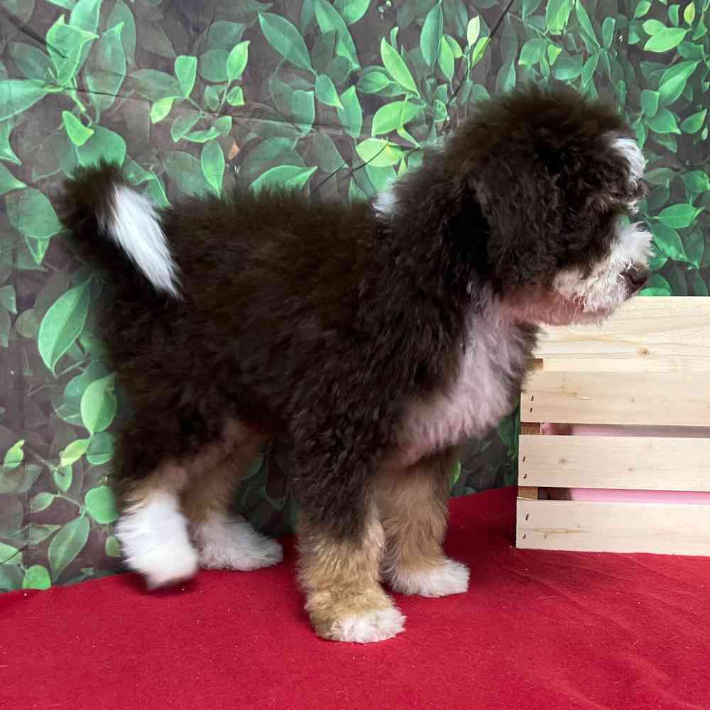 Male Bernedoodle puppy named Barney Fife for sale at Puppy Dreams - Junction City.