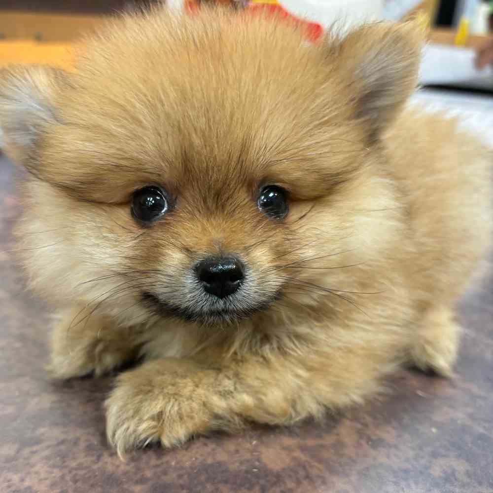 Male Pomeranian puppy named Reggie for sale at Puppy Dreams - Wichita West.
