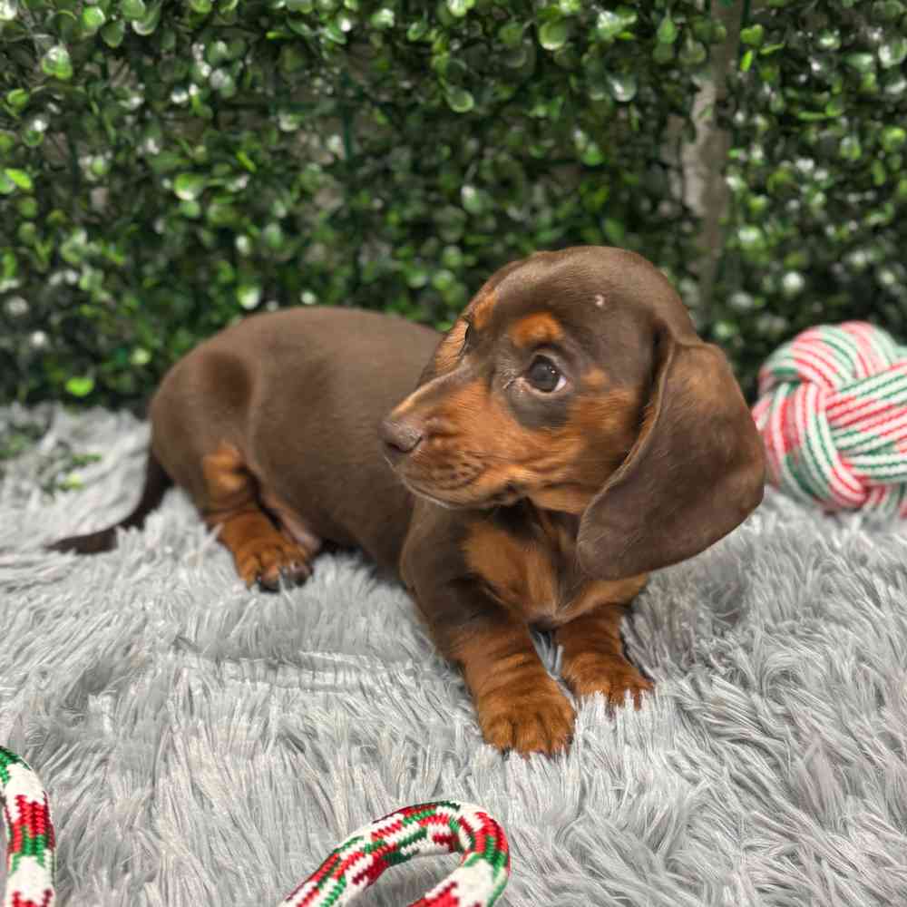 Male Dachshund puppy named Rio for sale at Puppy Dreams - Wichita West.