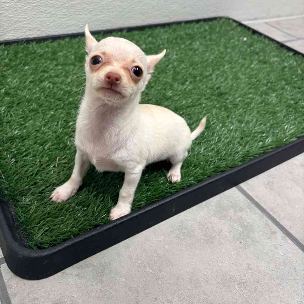 Male Chihuahua puppy named Rocky for sale at Puppy Dreams - Wichita West.