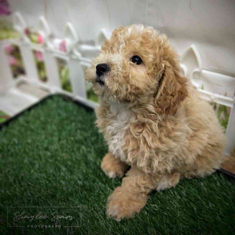 Male Bichon-Poodle puppy named Yoshi for sale at Puppy Dreams - Wichita West.
