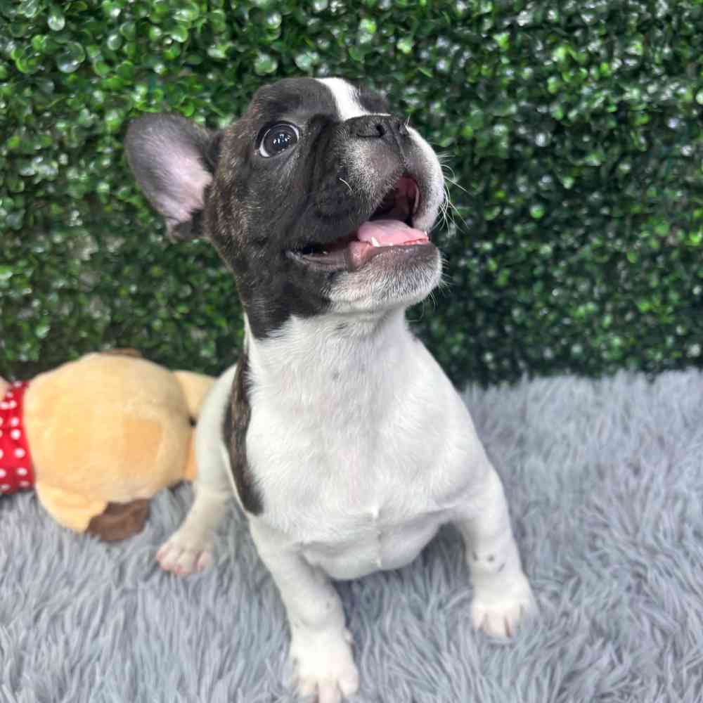 Male French Bulldog puppy named Bruno for sale at Puppy Dreams - Wichita West.