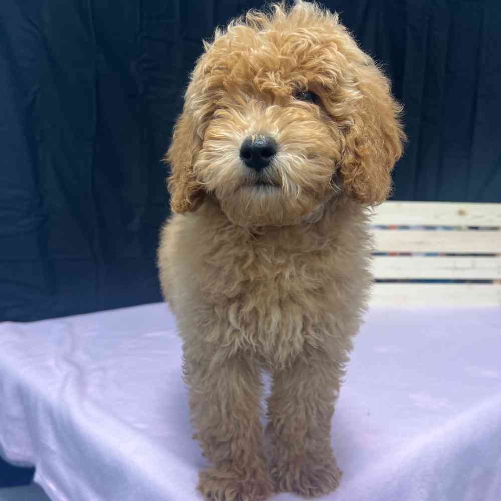 Female Mini Goldendoodle puppy named Keira for sale at Puppy Dreams - Junction City.