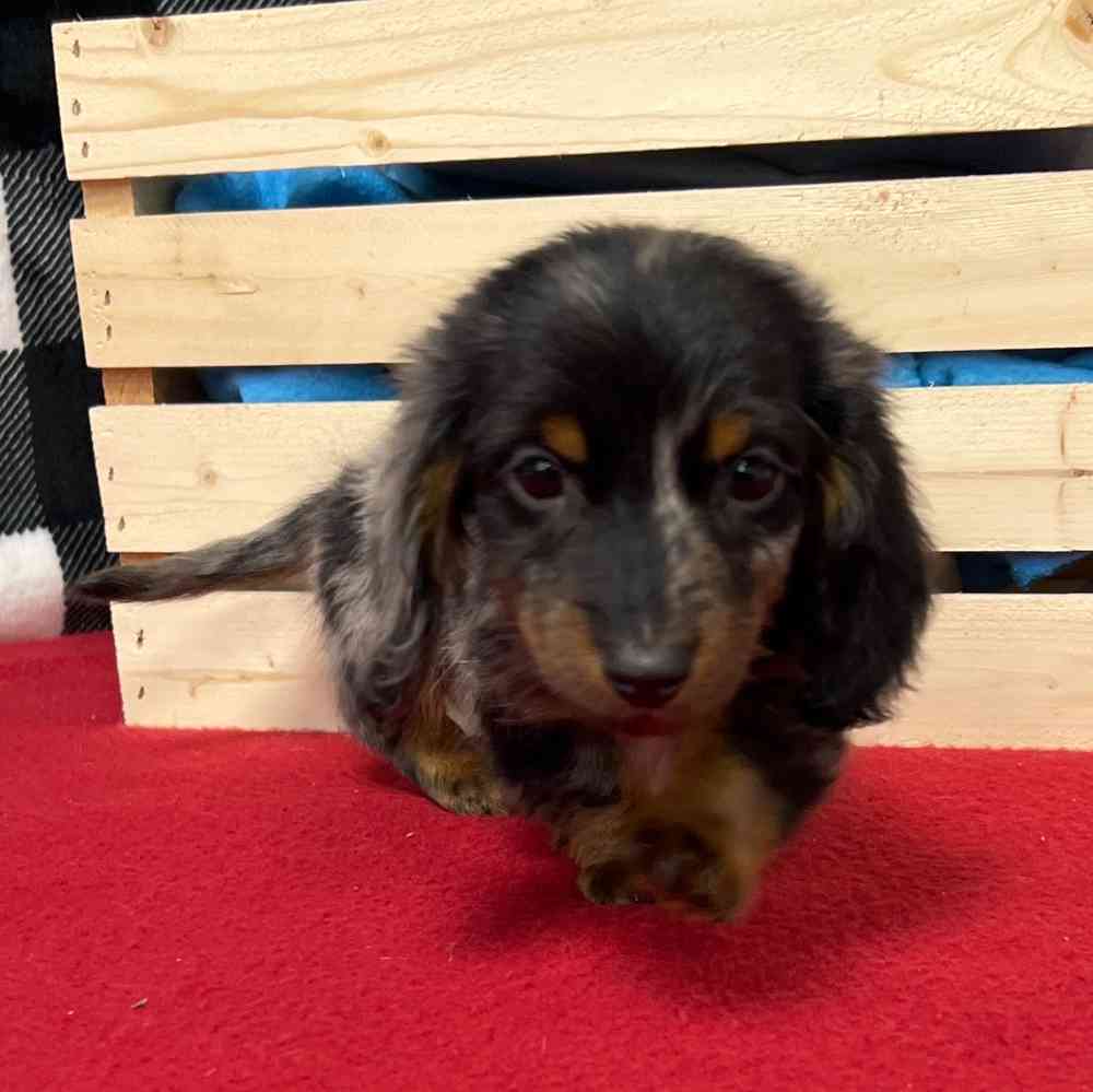 Male Dachshund puppy named Alistar for sale at Puppy Dreams - Junction City.