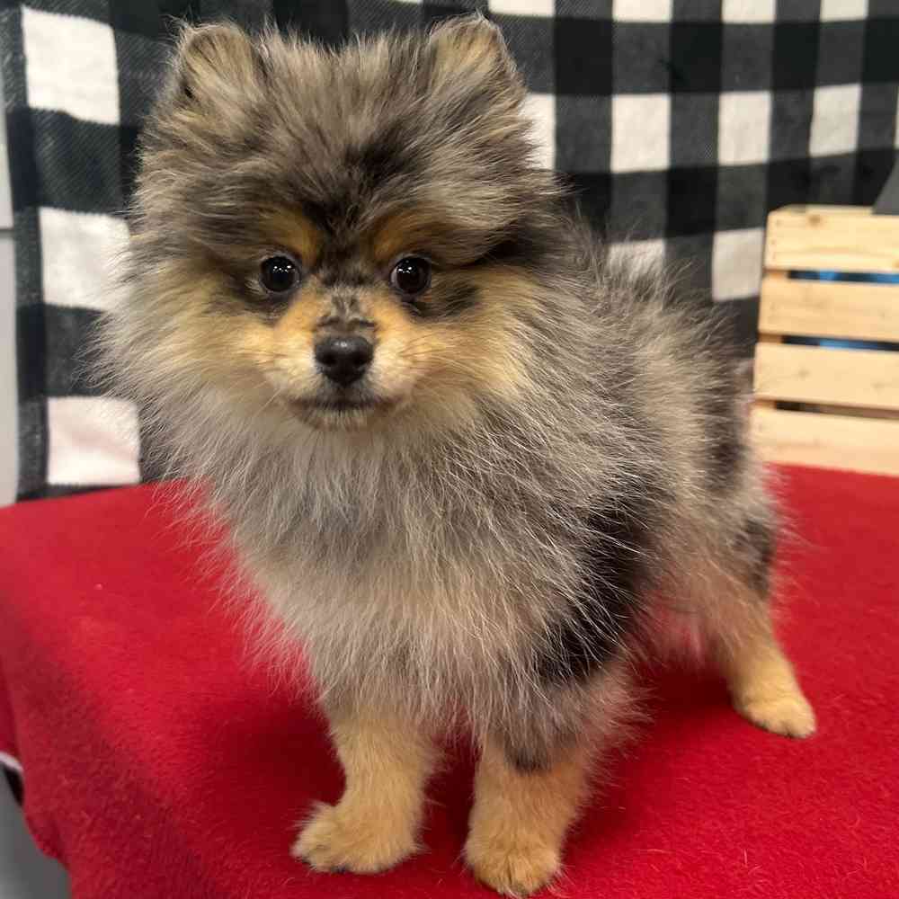 Male Pomeranian puppy named Vincent for sale at Puppy Dreams - Junction City.