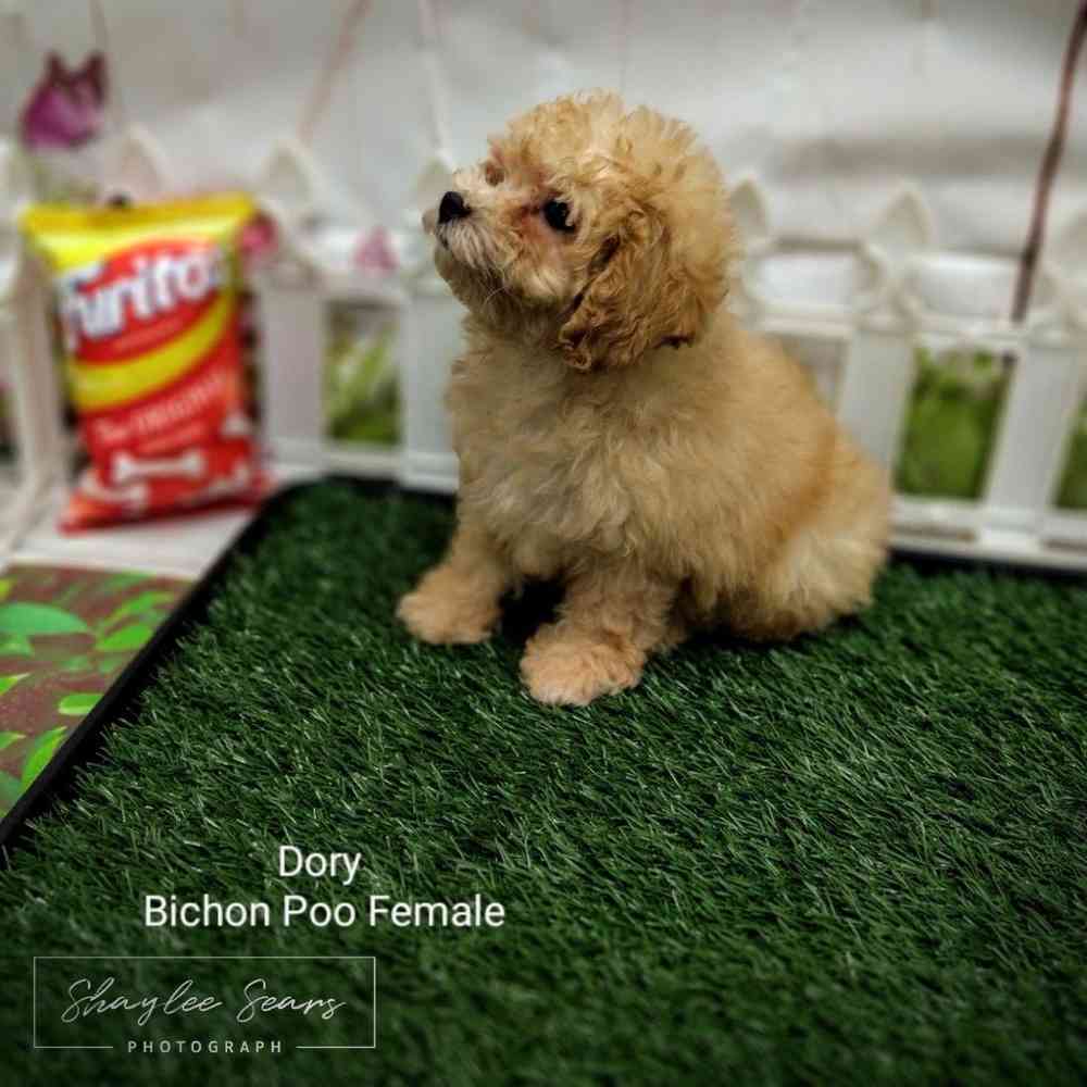 Female Bichon-Poodle puppy named Dory for sale at Puppy Dreams - Wichita West.