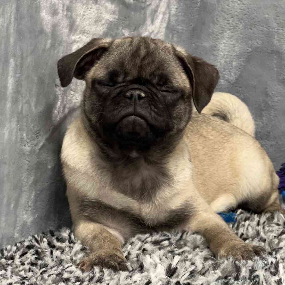 Female Pug puppy named Candy for sale at Puppy Dreams - Junction City.