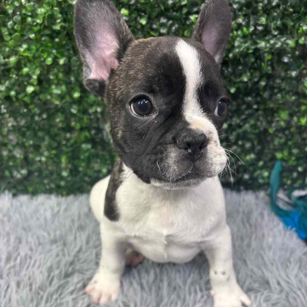 Male French Bulldog puppy named Bruno for sale at Puppy Dreams - Wichita West.