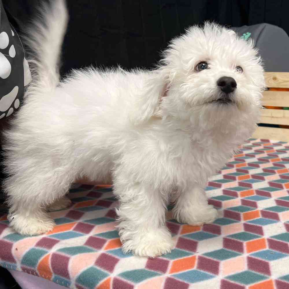 Male Bichon puppy named Benji for sale at Puppy Dreams - Junction City.