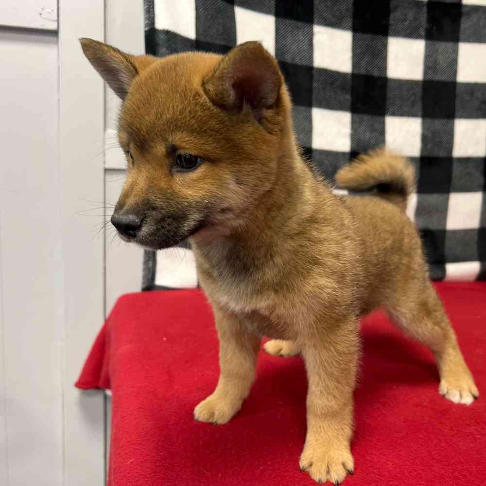 Male Shiba Inu puppy named Kenji for sale at Puppy Dreams - Junction City.