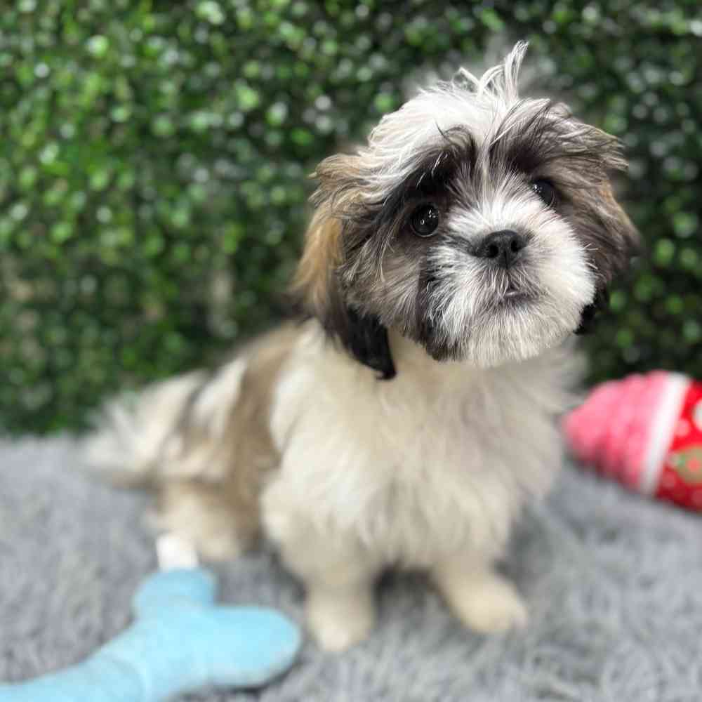 Female Shih Tzu puppy named Mamie for sale at Puppy Dreams - Wichita West.