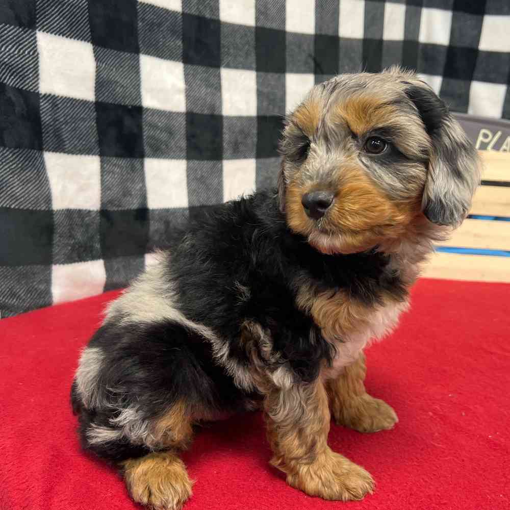 Male Mini Aussie Poo puppy named Bane for sale at Puppy Dreams - Junction City.