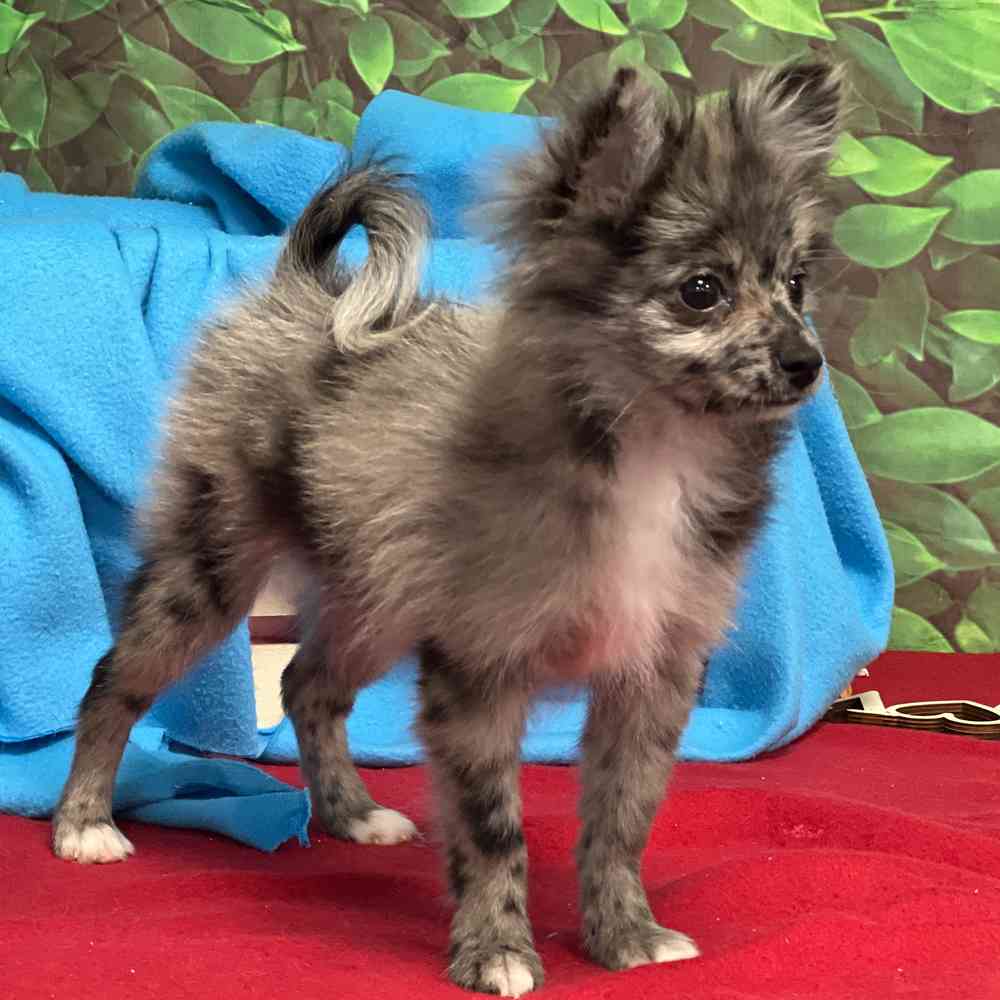 Male Pomeranian puppy named Chico for sale at Puppy Dreams - Junction City.