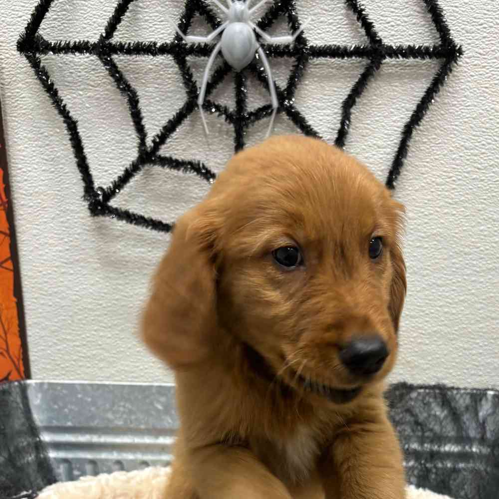Male Golden Retriever puppy named Buddy for sale at Puppy Dreams - Junction City.