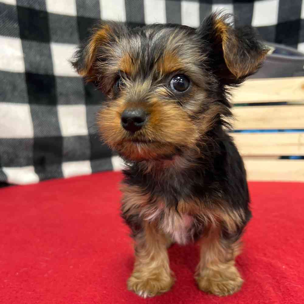 Female Yorkie puppy named Ivory for sale at Puppy Dreams - Junction City.