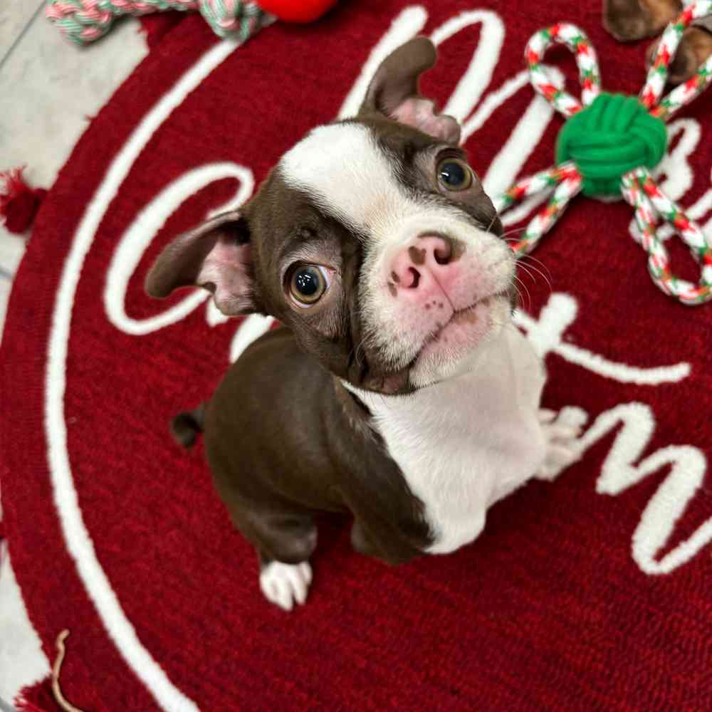 Female Boston Terrier puppy named Emma for sale at Puppy Dreams - Wichita West.