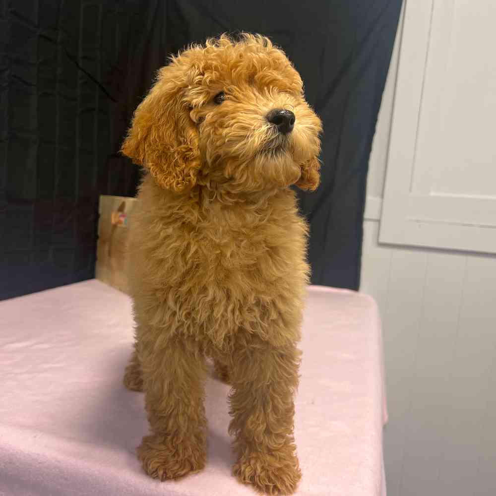 Female Mini Goldendoodle puppy named Keira for sale at Puppy Dreams - Junction City.