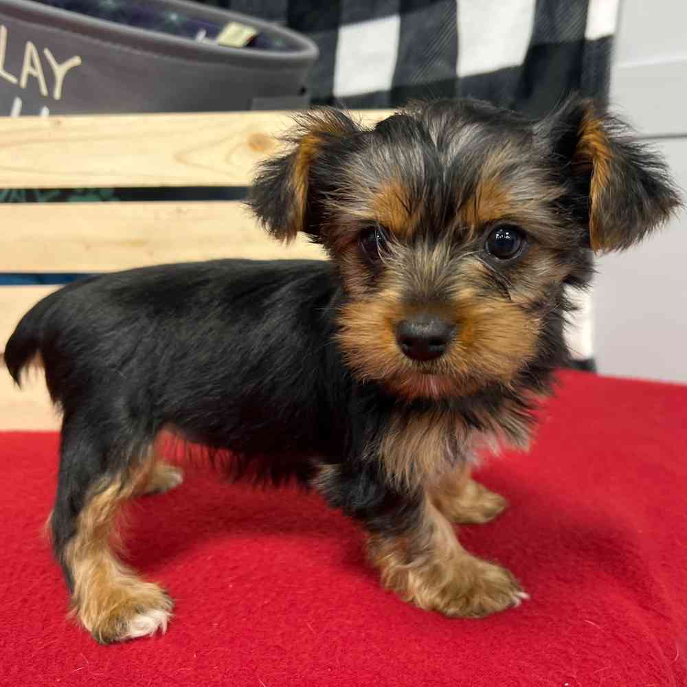 Female Yorkie puppy named Ivory for sale at Puppy Dreams - Junction City.