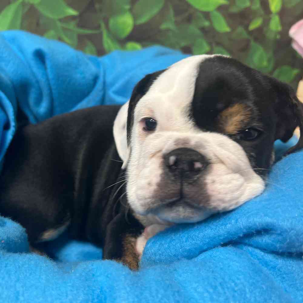 Male English Bulldog puppy named Archie for sale at Puppy Dreams - Junction City.