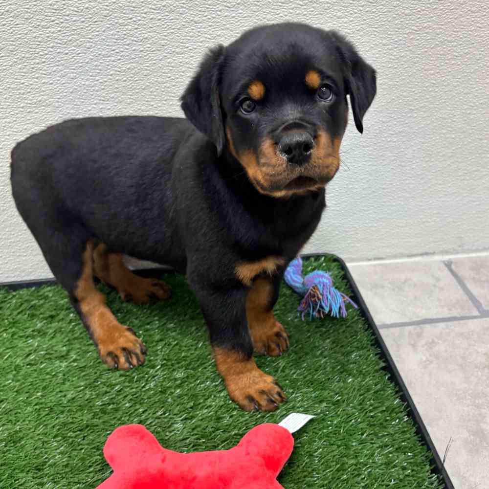 Male Rottweiler puppy named Hephaestus for sale at Puppy Dreams - Junction City.