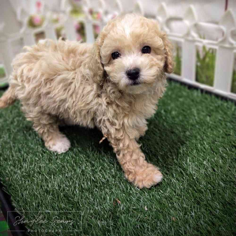 Female Bichon-Poodle puppy named Lucina for sale at Puppy Dreams - Wichita West.