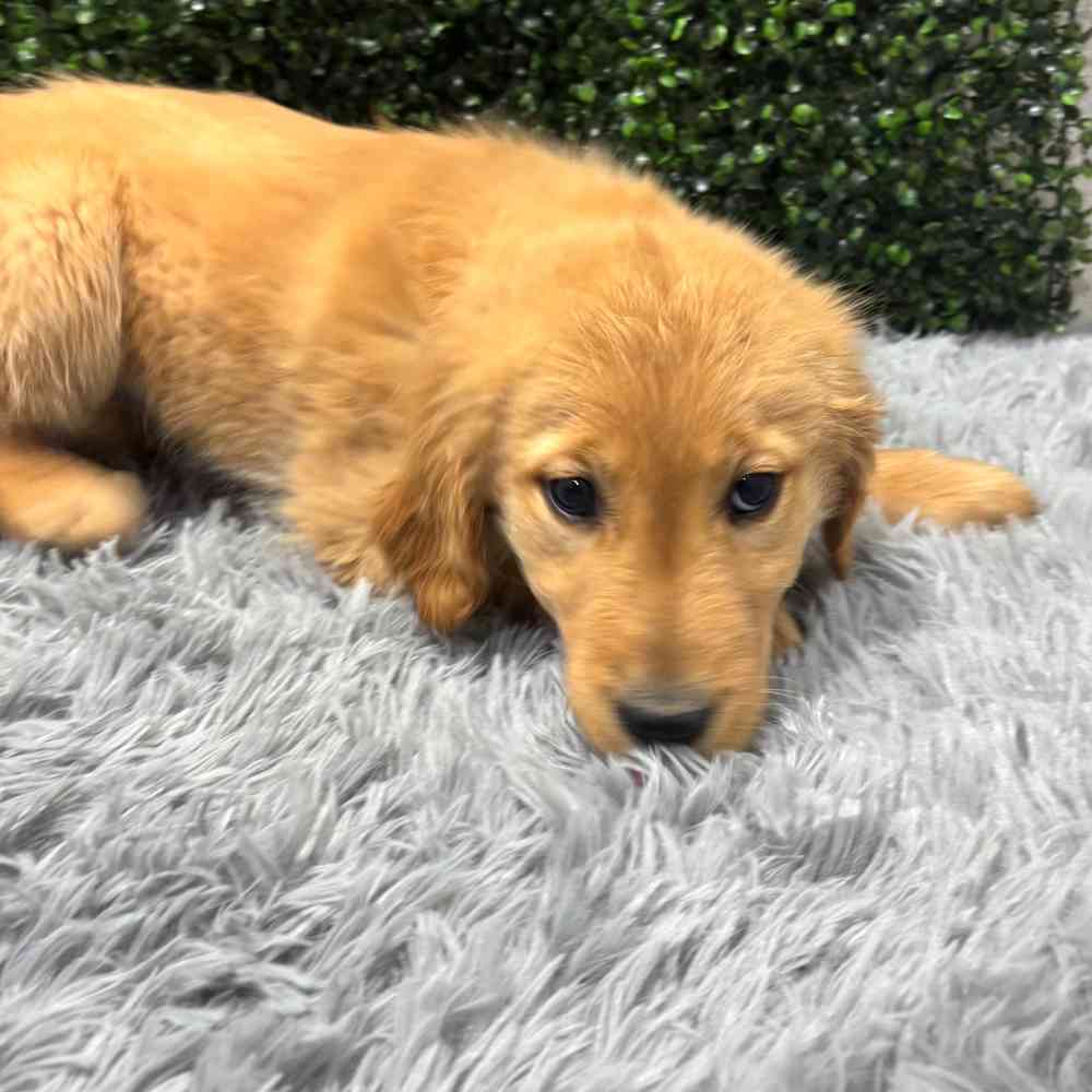 Female Golden Retriever puppy named Ashley for sale at Puppy Dreams - Junction City.