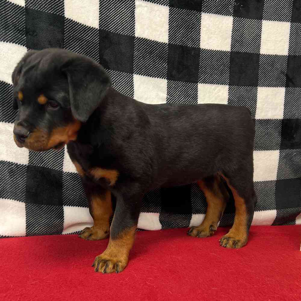Male Rottweiler puppy named Hephaestus for sale at Puppy Dreams - Junction City.