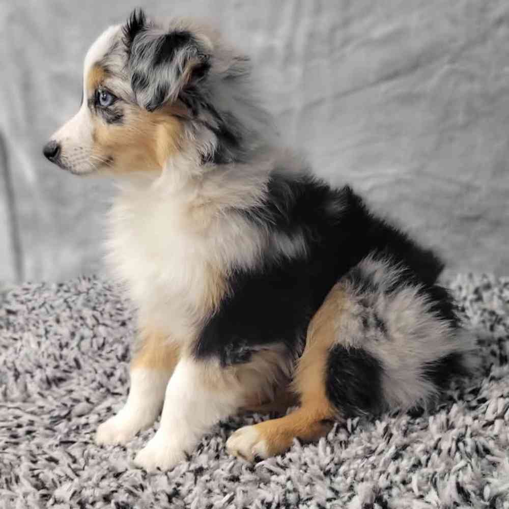 Female Mini Aussie puppy named Lilly for sale at Puppy Dreams - Junction City.