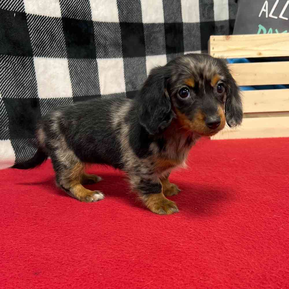 Female Dachshund puppy named Mabel for sale at Puppy Dreams - Junction City.