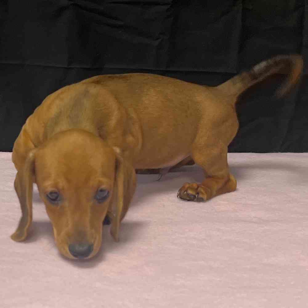 Male Dachshund puppy named Apollo for sale at Puppy Dreams - Junction City.