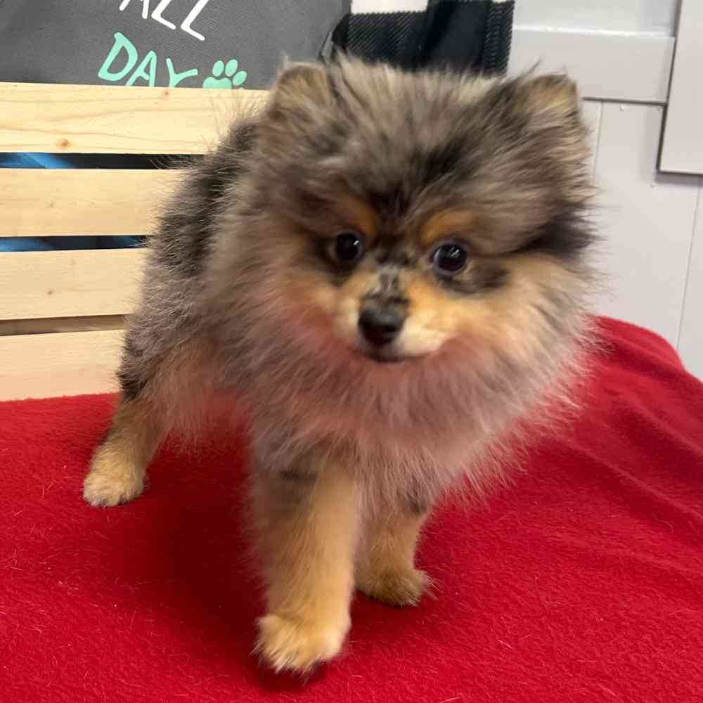 Male Pomeranian puppy named Vincent for sale at Puppy Dreams - Junction City.
