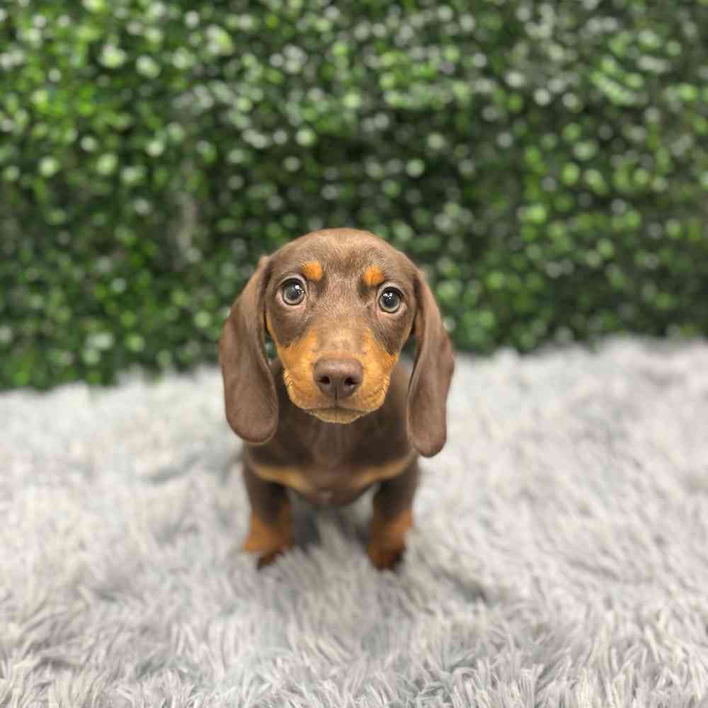 Male Dachshund puppy named Derek for sale at Puppy Dreams - Wichita West.