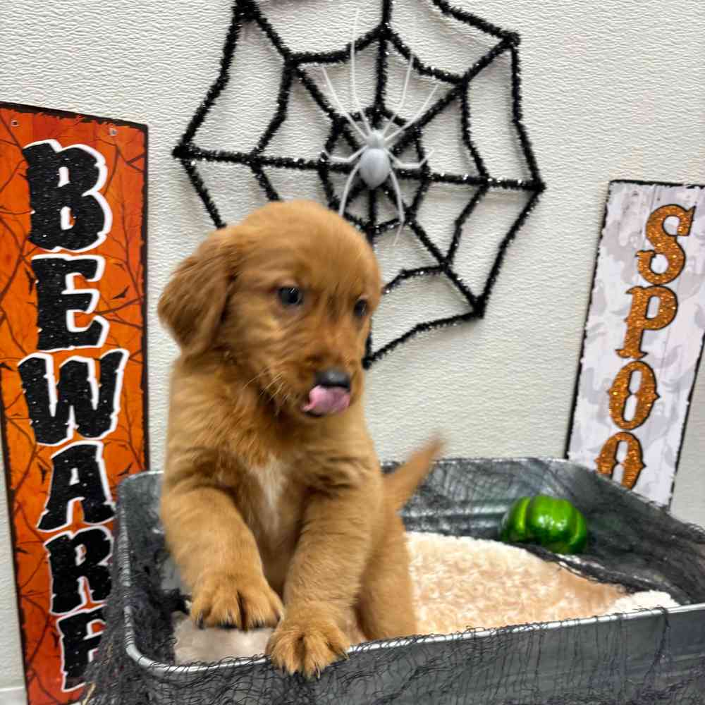 Male Golden Retriever puppy named Buddy for sale at Puppy Dreams - Junction City.