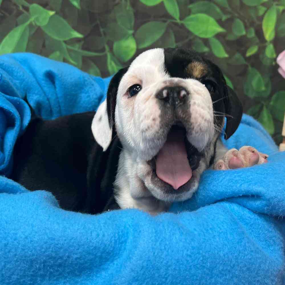 Male English Bulldog puppy named Archie for sale at Puppy Dreams - Junction City.