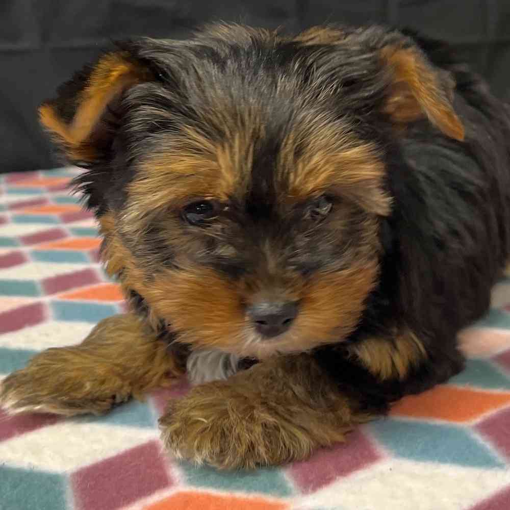 Female Yorkie puppy named Maisy for sale at Puppy Dreams - Junction City.