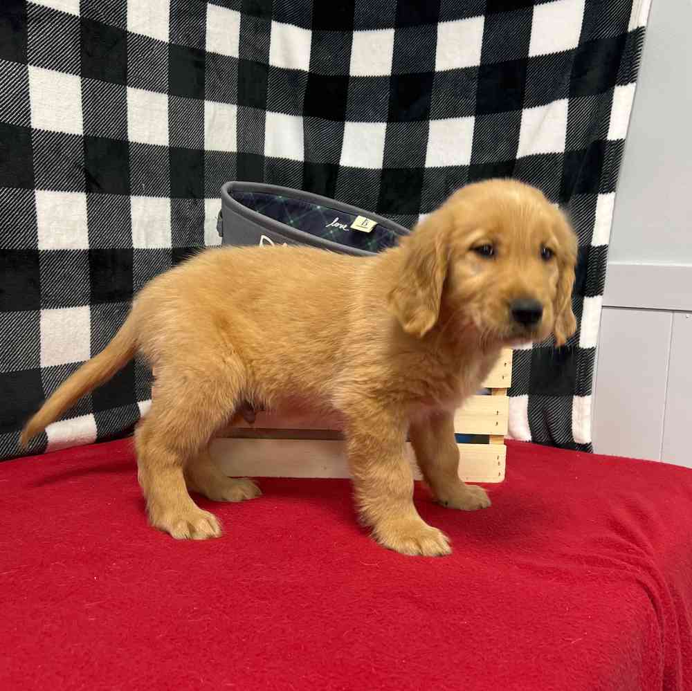 Male Golden Retriever puppy named Rusty for sale at Puppy Dreams - Junction City.