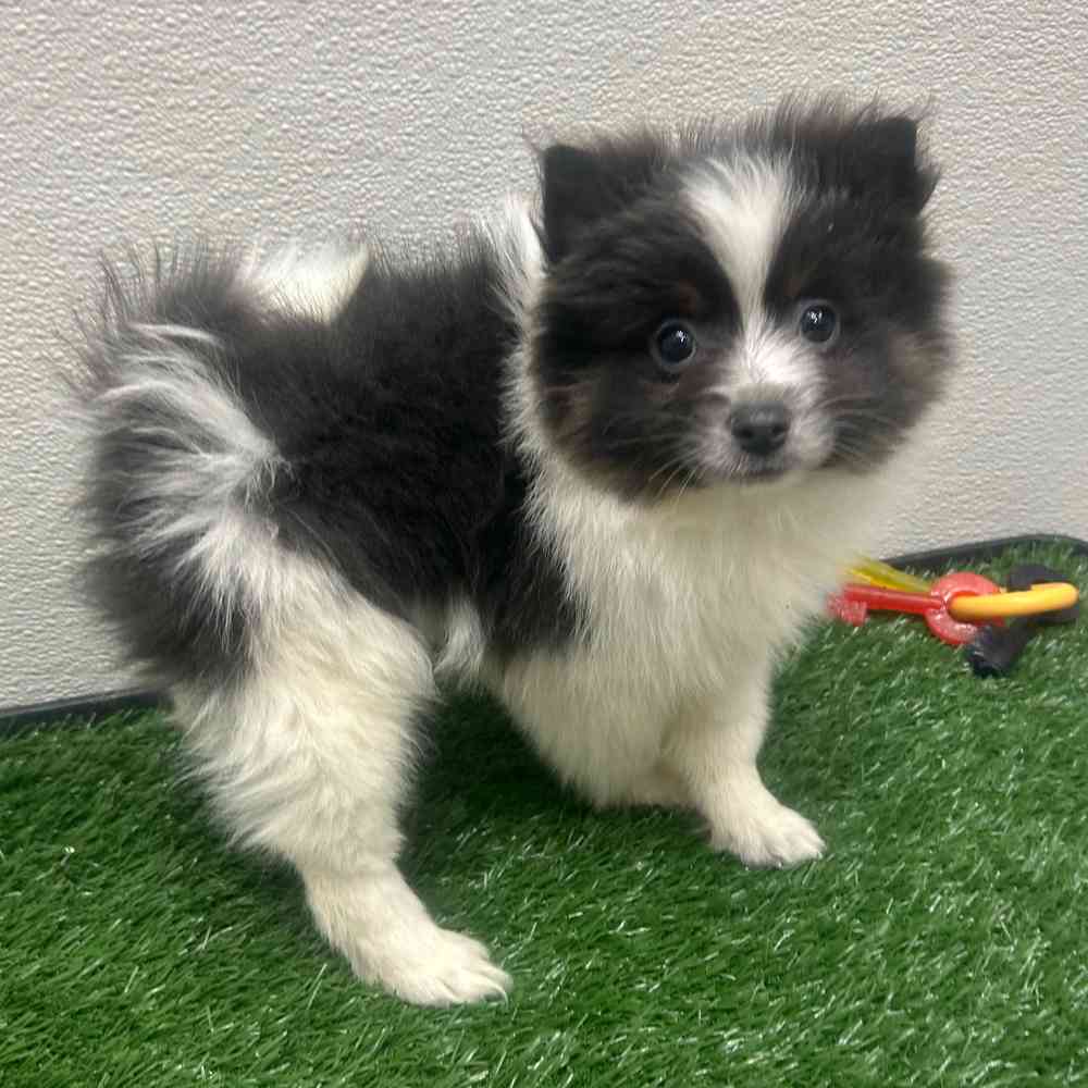Male Pomeranian puppy named John for sale at Puppy Dreams - Wichita West.