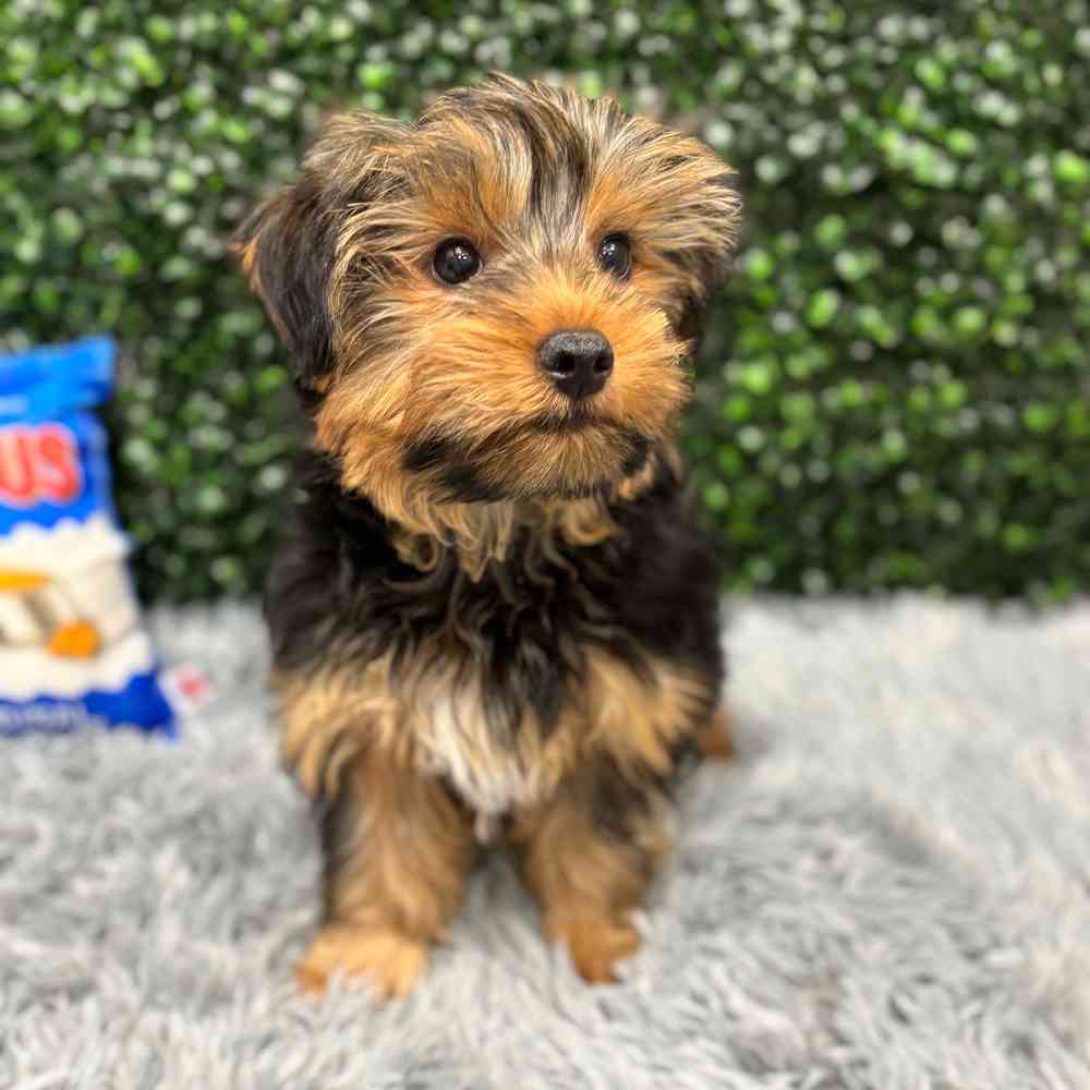 Male Yorkie puppy named Batman for sale at Puppy Dreams - Wichita West.