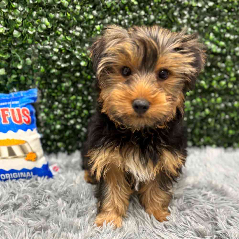 Male Yorkie puppy named Batman for sale at Puppy Dreams - Wichita West.